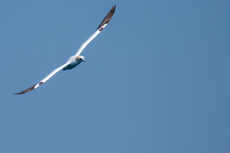 Fou de Bassan en vol